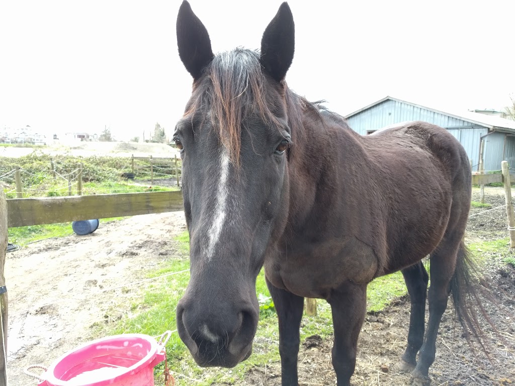 Red Colt Equestrian Farm Co-op | 12320 No 2 Rd, Richmond, BC V7E 2G1, Canada | Phone: (778) 772-3553
