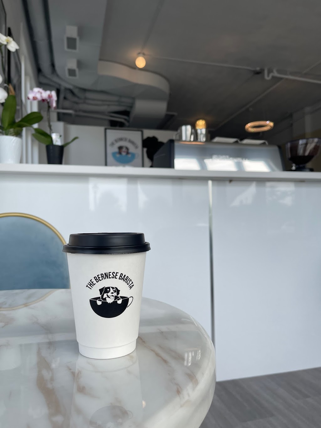 The Bernese Barista | 6 Nipigon Ave, Markham, ON L6C 1N7, Canada | Phone: (905) 927-9555