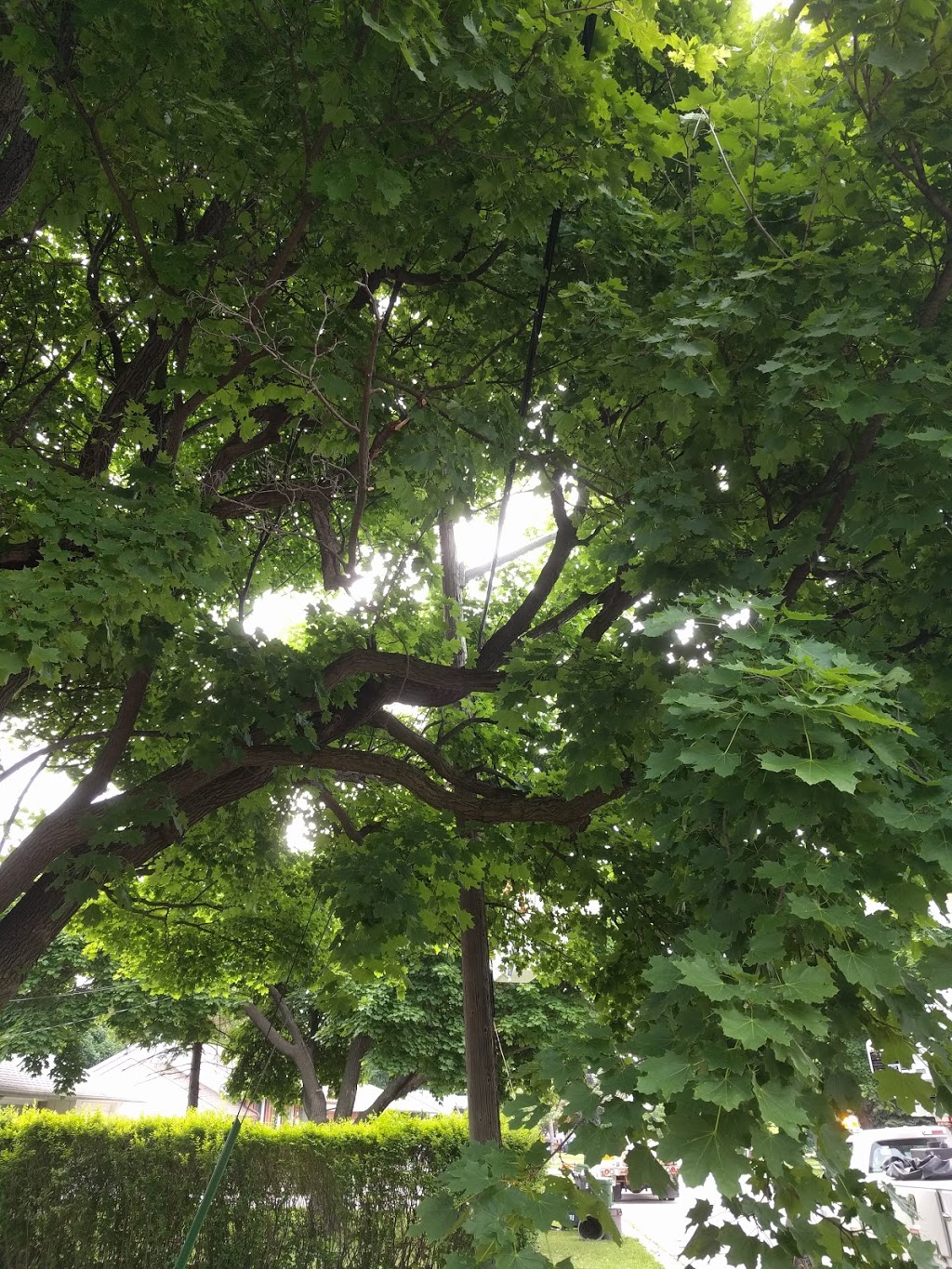 Caledon Tree Services | 750 Mt St Louis Rd E, Coldwater, ON L0K 1E0, Canada | Phone: (647) 965-5721
