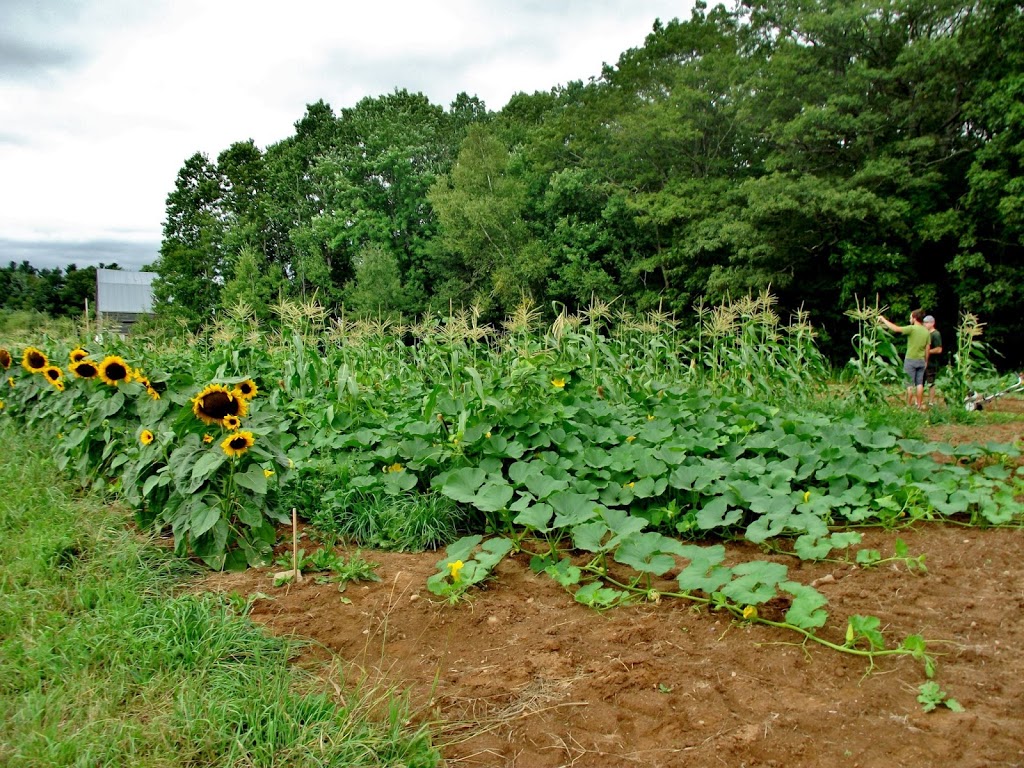 Olde Furrow Farm | 569 Belcher St, Port Williams, NS B0P 1T0, Canada | Phone: (902) 690-7621