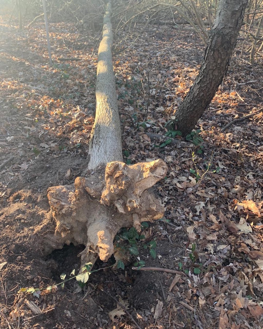 Arborcorp Tree Experts | 251 Third Line, Oakville, ON L6L 4A2, Canada | Phone: (905) 827-9103