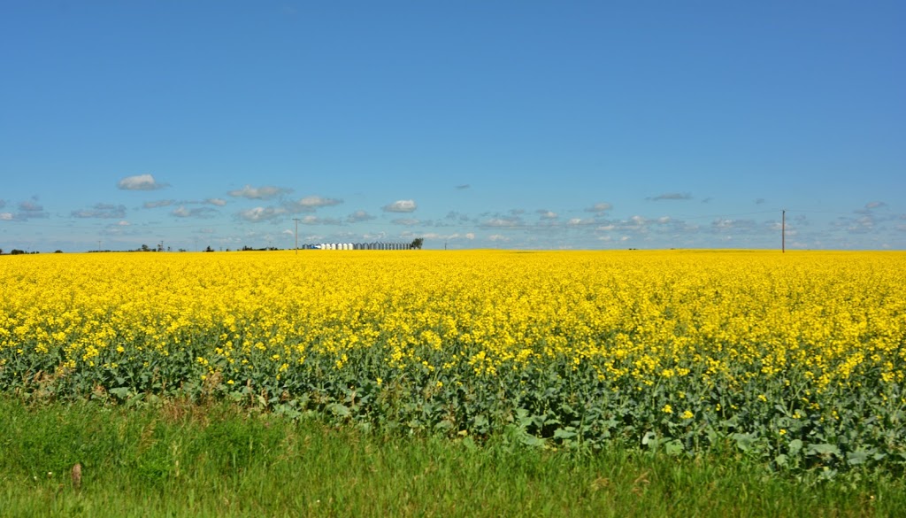 Village of Elbow | 201 Saskatchewan St, Elbow, SK S0H 1J0, Canada | Phone: (306) 854-2277