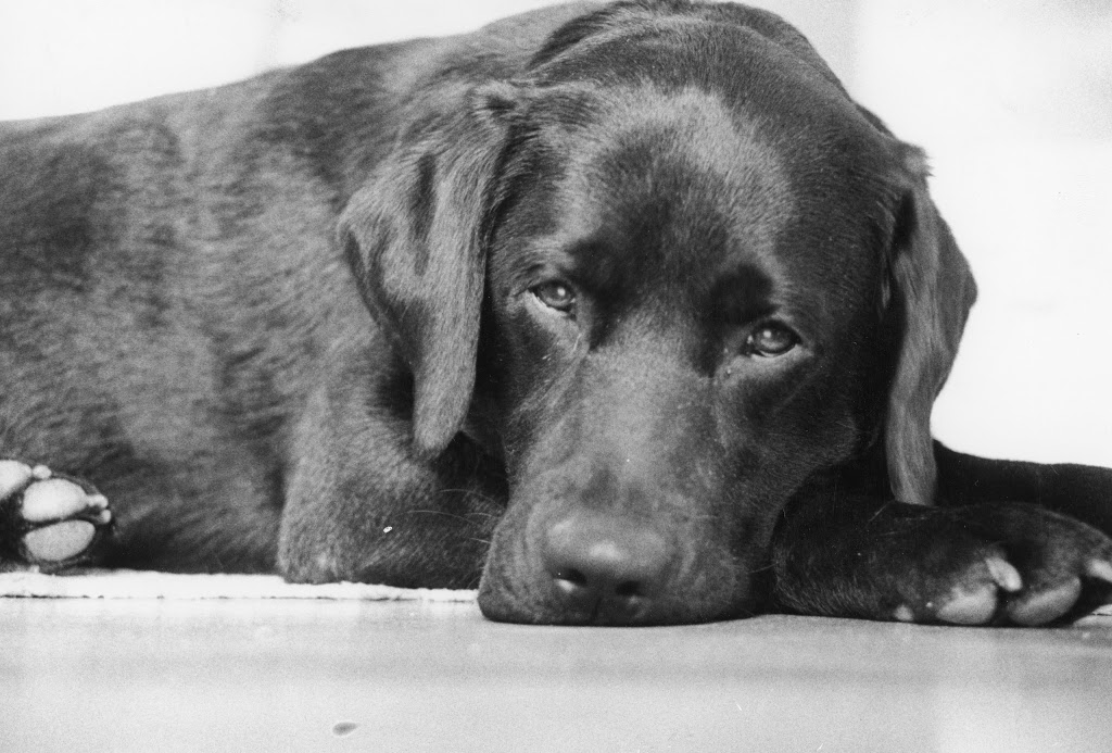 Glenview Animal Hospital Ltd | 3145 Jacklin Rd, Victoria, BC V9B 3Y7, Canada | Phone: (250) 478-4075