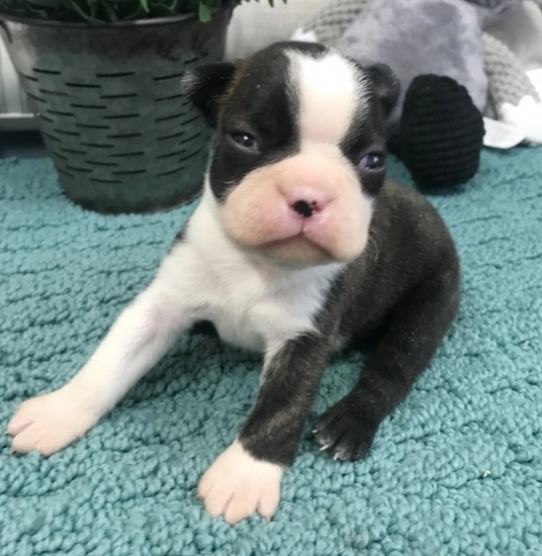 Boston Terrier puppies for sale | 10 Persimmon Ct, Etobicoke, ON M9C 5B9, Canada | Phone: (603) 509-3239