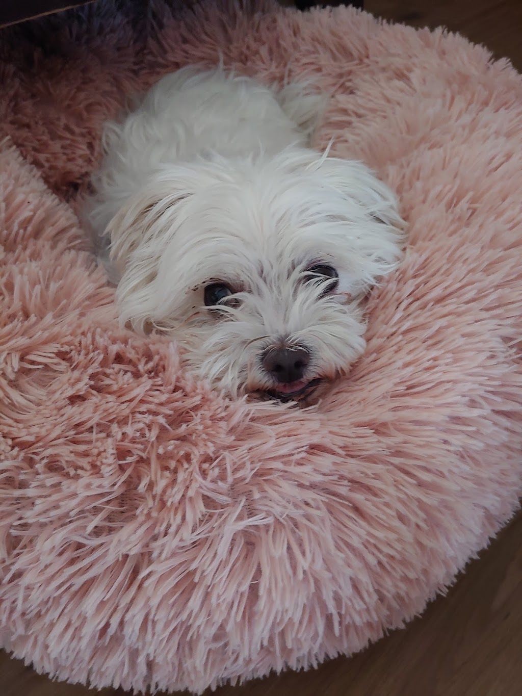 Pension canine Isabelle Bergeron (éducatrice canine) | 785 QC-202, Noyan, QC J0J 1B0, Canada | Phone: (514) 791-2794