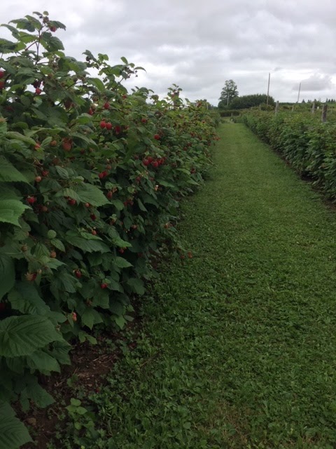 High Ridge Farm And Forest | 98 Shore Road Branch, Debert, NS B0M 1G0, Canada | Phone: (902) 890-1537