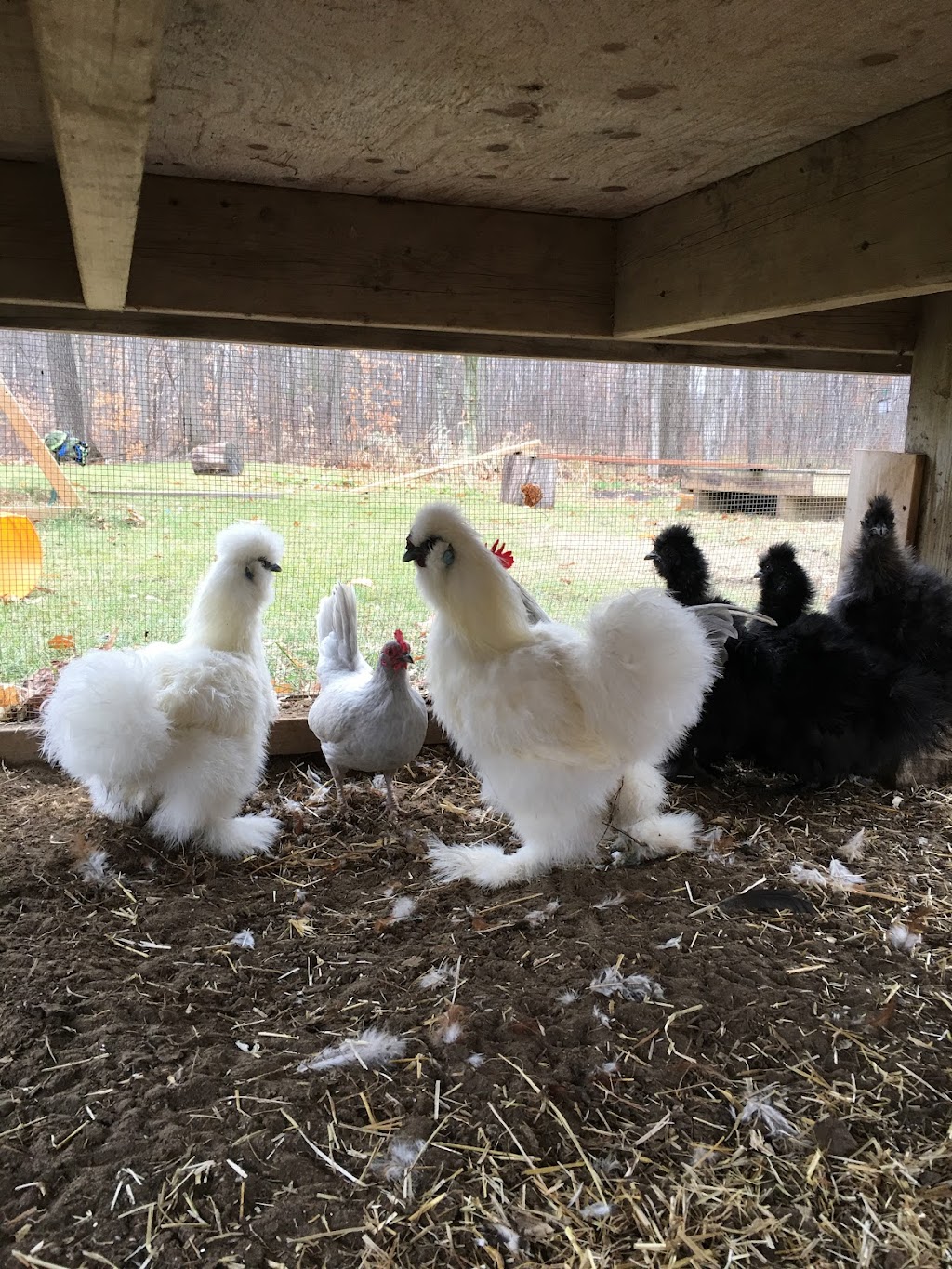 Mountain Road Homestead - Forest and Garden School | 1091 Dickson Rd, Renfrew, ON K7V 3Z4, Canada | Phone: (613) 858-1254