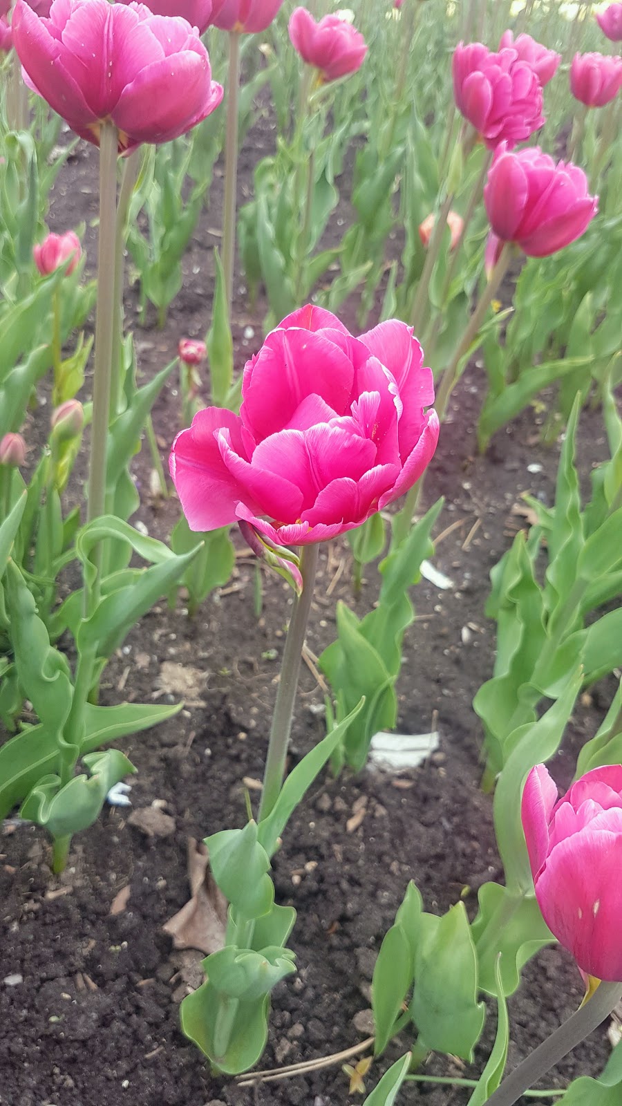 Queen Juliana Park | 870 Carling Ave, Ottawa, ON K1A 0Z2, Canada