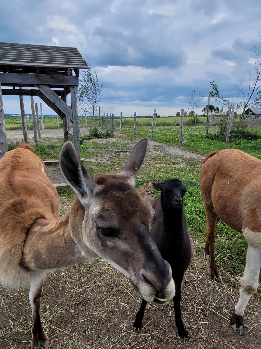 Mathurin Farm | 170 route 132 est, Saint-Michel-de-Bellechasse, QC G0R 3S0, Canada | Phone: (418) 571-3194