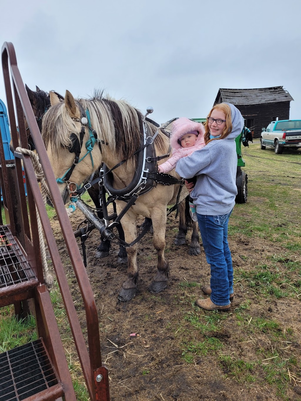 Sisters Horse Treats | 25531, Township Rd 381, AB T4G 1E3, Canada | Phone: (403) 307-7820