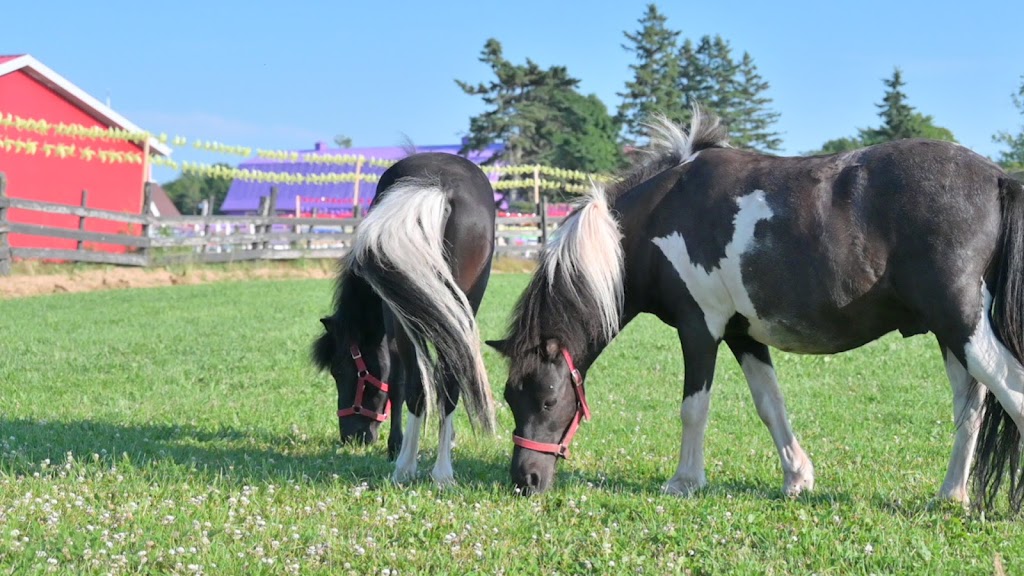 Pinwheel Farm PEI | 17208 All Weather Hwy, Milton Station, PE C1E 0W9, Canada | Phone: (782) 377-6714