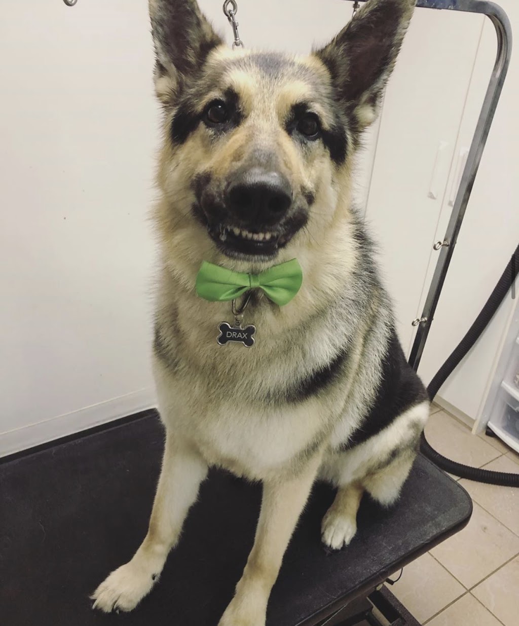 Missy’s Luxury Dog Grooming | 224 Sixth Ave, Woodstock, ON N4S 2H2, Canada | Phone: (226) 883-0233