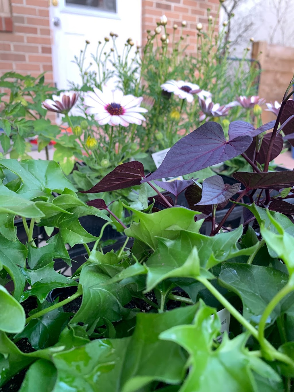 Dan’s Greenhouses | 102 43 St S, Lethbridge, AB T1J 4P7, Canada | Phone: (403) 327-3271