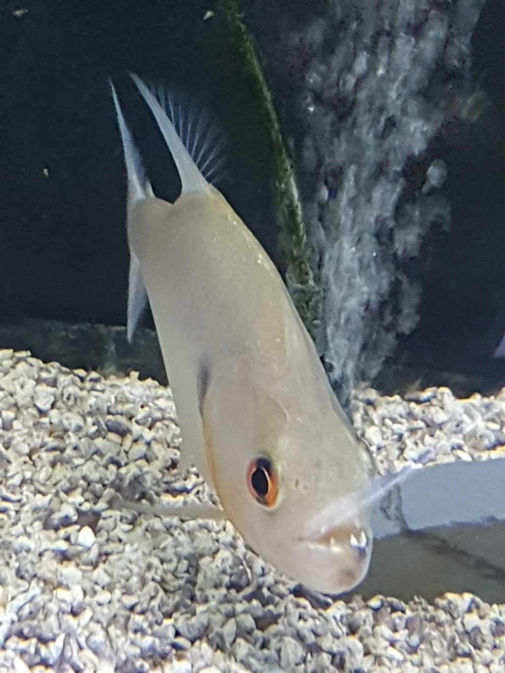 Discount Dragon Aquarium | 888 Dundas St E, Mississauga, ON L4Y 4G6, Canada | Phone: (905) 306-7127