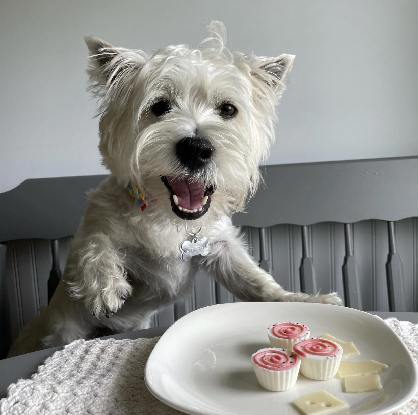 Balanced Doghouse | 229 Cheese Factory Rd, Goshen, NS B0H 1M0, Canada | Phone: (902) 870-4371