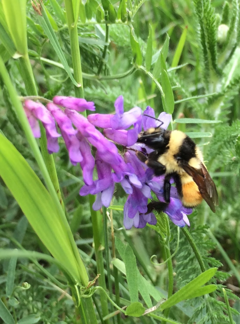 Oldman Creek Apiary | 53235 Range Rd 212, Ardrossan, AB T8G 2B5, Canada | Phone: (780) 717-5058