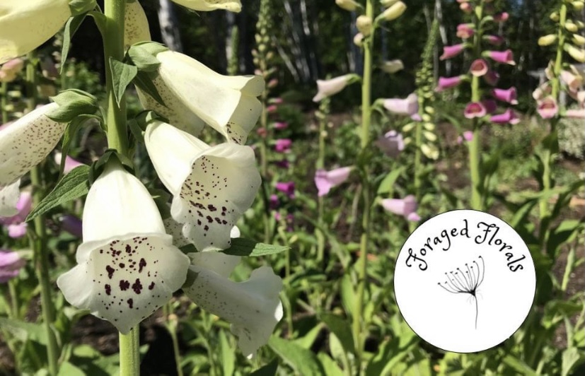 Foraged Florals | 5491 Hwy 12, Harriston, NS B0J 2M0, Canada | Phone: (902) 209-3638