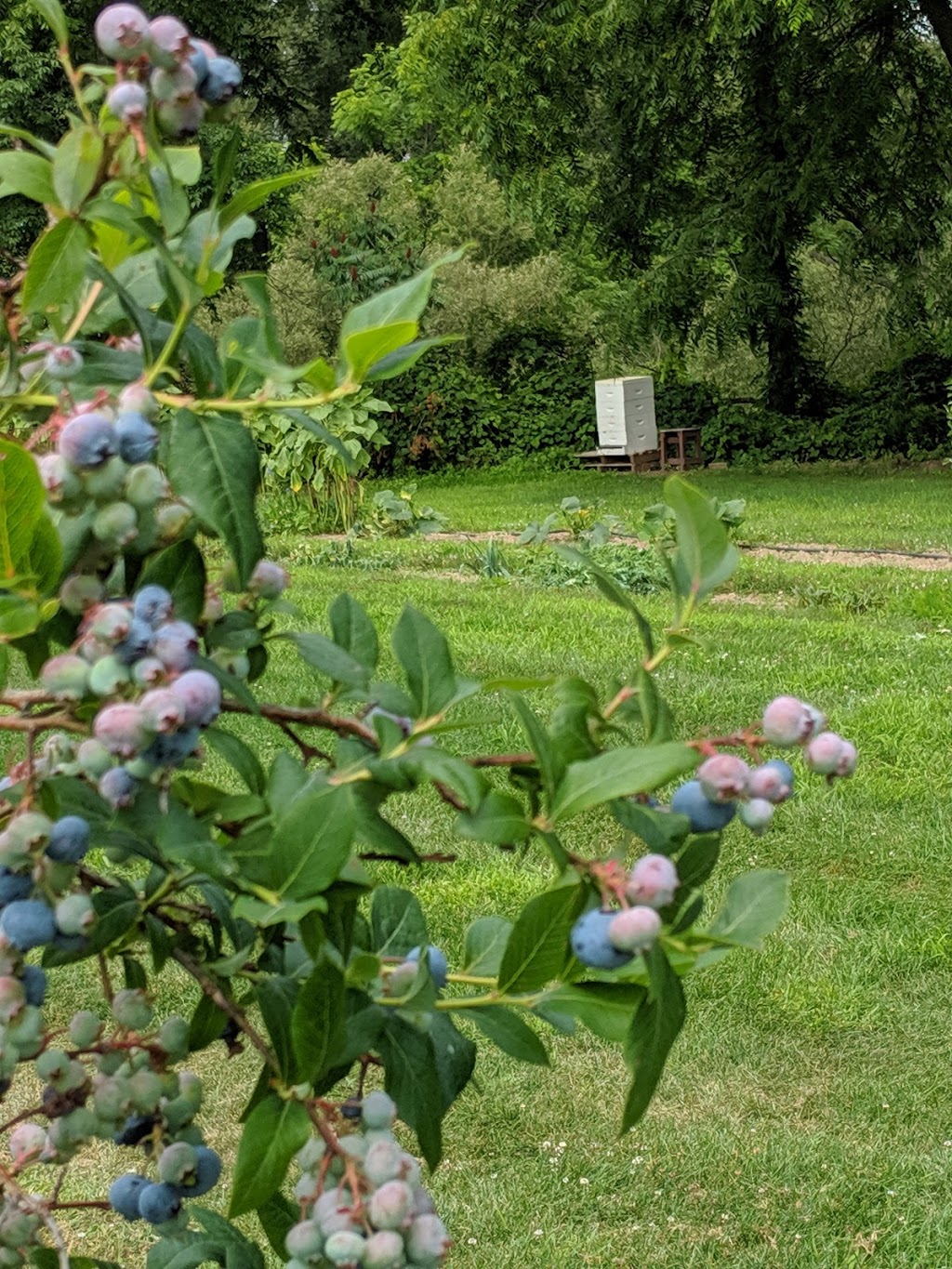 The Blueberry Patch | 289 Brant County Hwy 53, Burford, ON N0E 1A0, Canada | Phone: (519) 458-8066