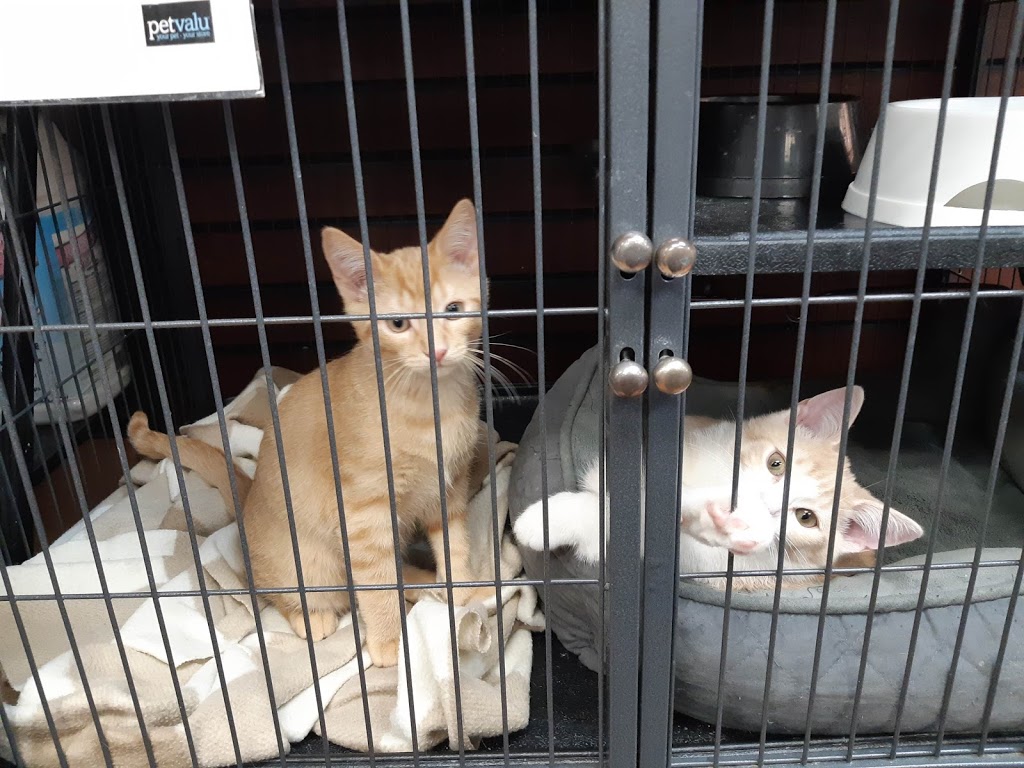 Pet Valu | 980 Southdown Rd, Mississauga, ON L5J 2Y4, Canada | Phone: (905) 855-8262