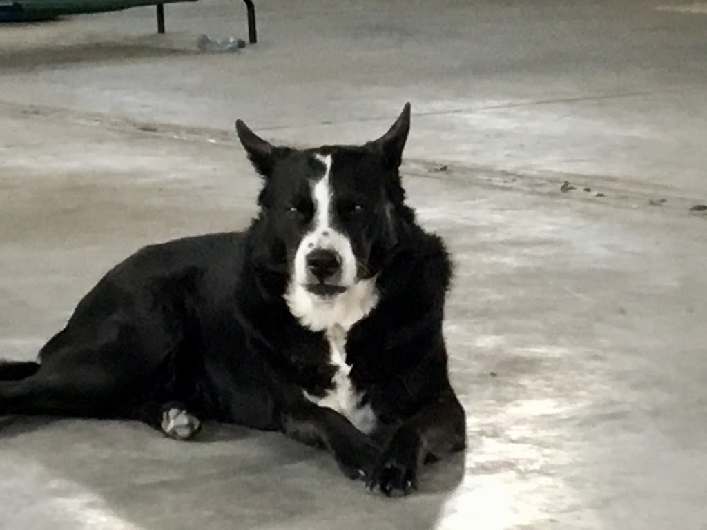 Annas Ark Dog Training, Walking and Boarding | RR 2, Blackie, AB T0L 0J0, Canada | Phone: (403) 684-3641