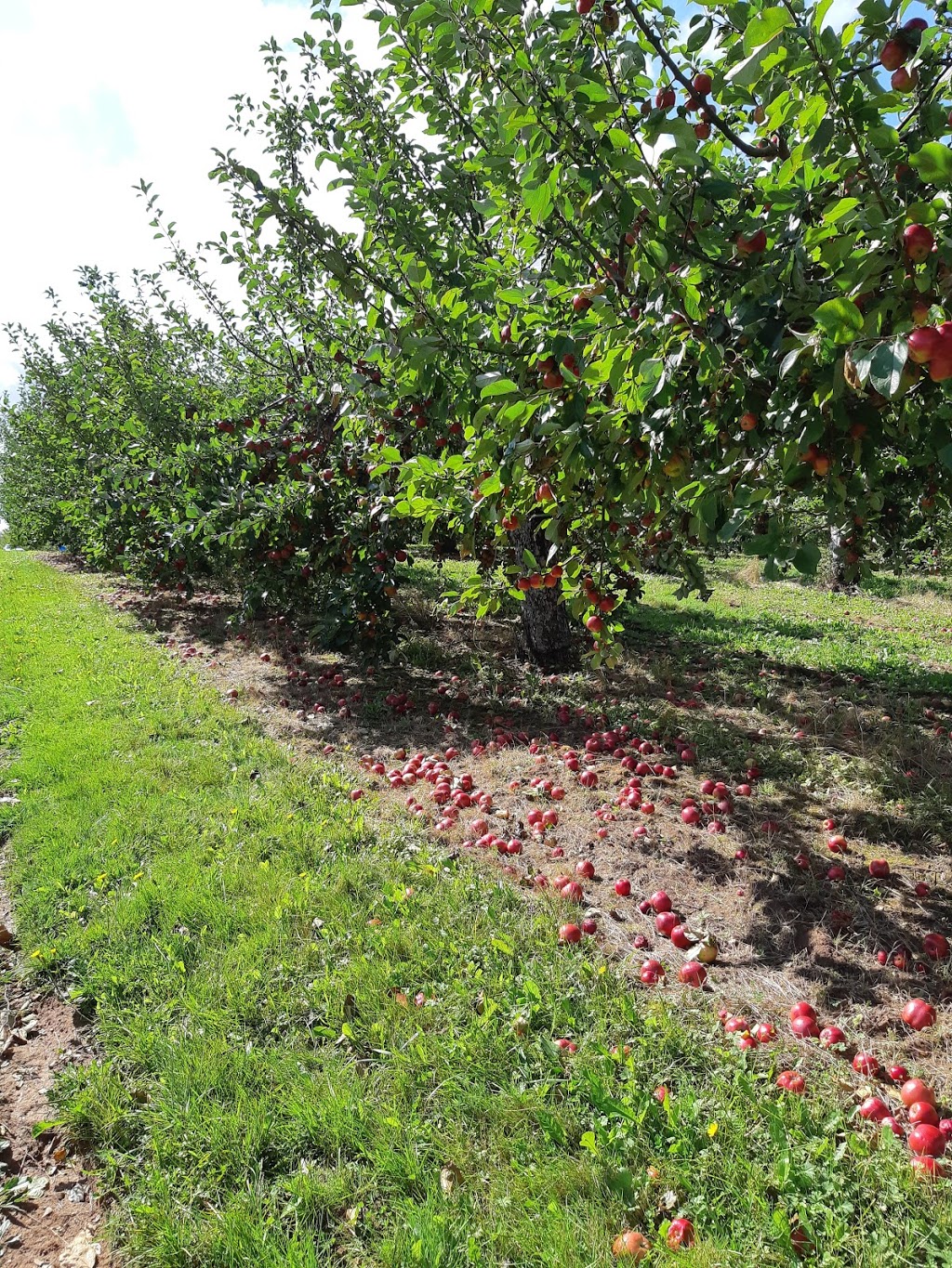 Willowbank U-Pick | 1600 Starrs Point Rd, Port Williams, NS B0P 1T0, Canada | Phone: (902) 542-9153