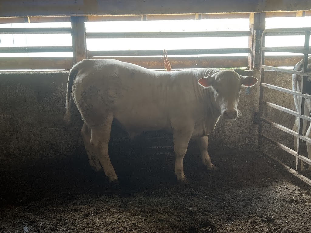 Holstock Farms LTD | 89615 Howick Minto Townline, Harriston, ON N0G 1Z0, Canada | Phone: (519) 580-1323
