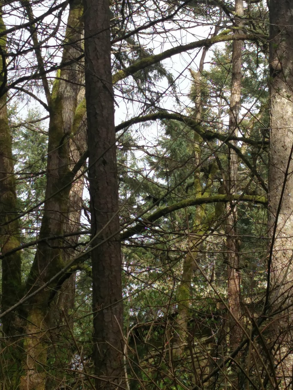 Emily Carr Park | 2N5, 4500 Emily Carr Dr, Victoria, BC V8X 2N6, Canada