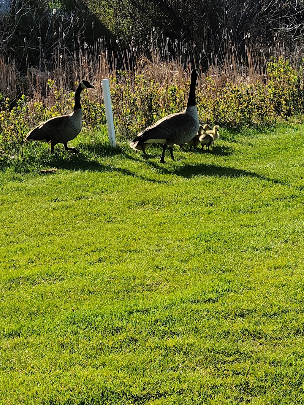 Magrath Golf Club | Township Rd 53A, Magrath, AB T0K 1J0, Canada | Phone: (403) 758-3054