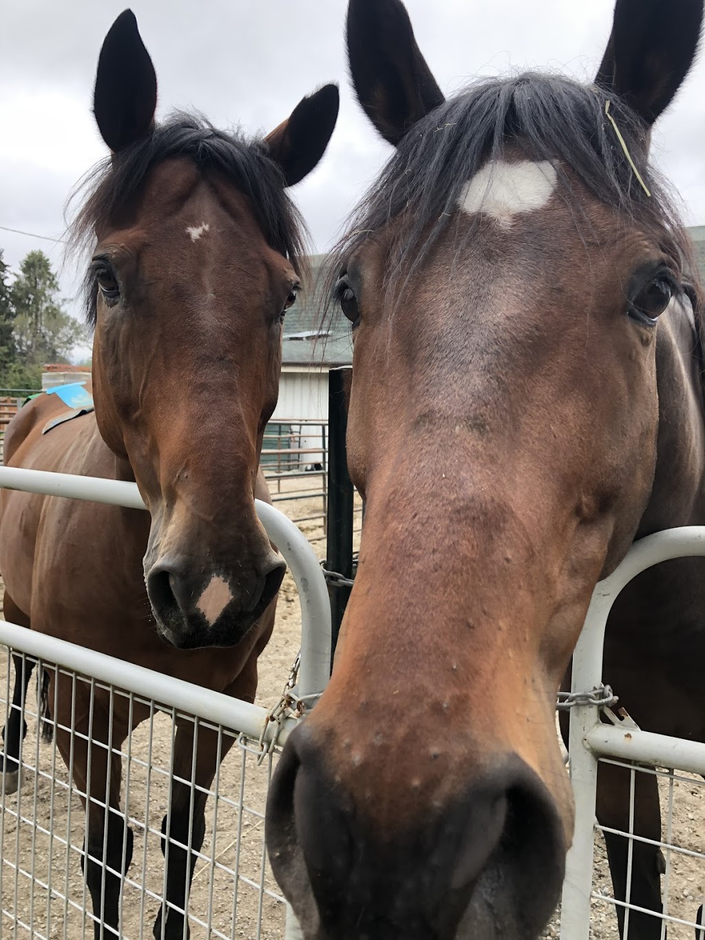 Northside Stable | 1136 Devon Rd, Coquitlam, BC V3E 3H8, Canada | Phone: (604) 765-3671