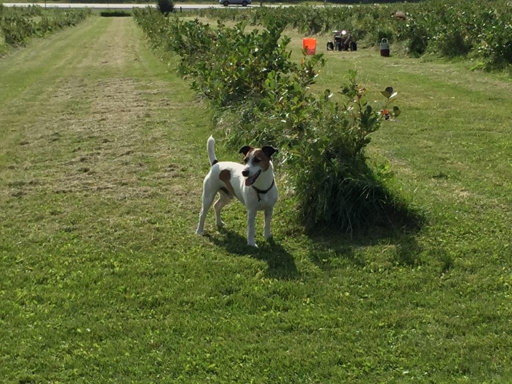 Silvios Aronia Farm | 1251 Scugog Line 8, Port Perry, ON L9L 1B2, Canada | Phone: (905) 985-3555
