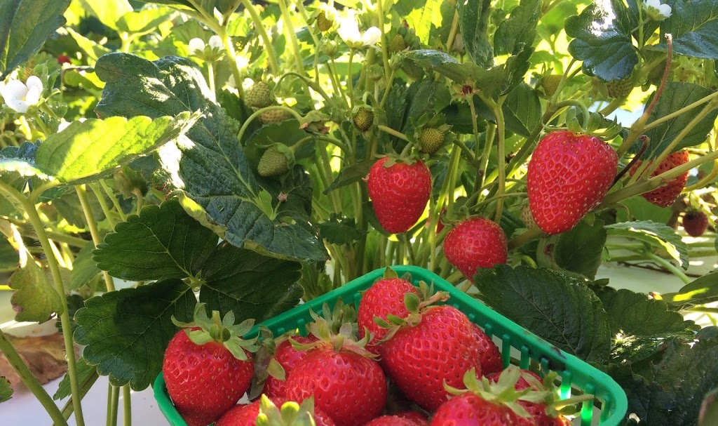 Fenwick Berry Farm: Office | 1367 Balfour St, Fenwick, ON L0S 1C0, Canada | Phone: (905) 892-8231