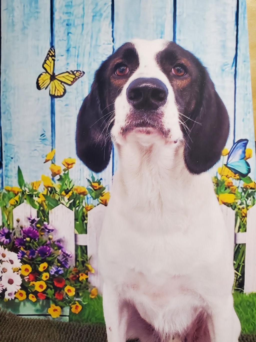 The Paw Spaw | 15937 Telephone Rd, Brighton, ON K0K 1H0, Canada | Phone: (613) 849-5409