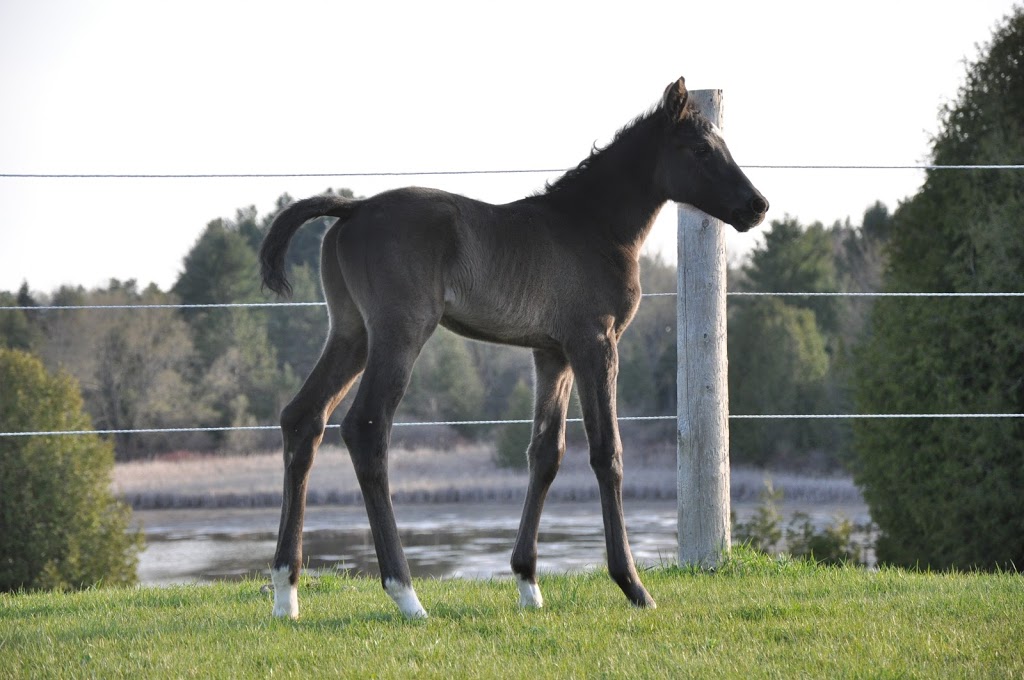 Garden Park Hanoverians | 8234 Mill St, Campbellcroft, ON L0A 1B0, Canada | Phone: (905) 448-7874
