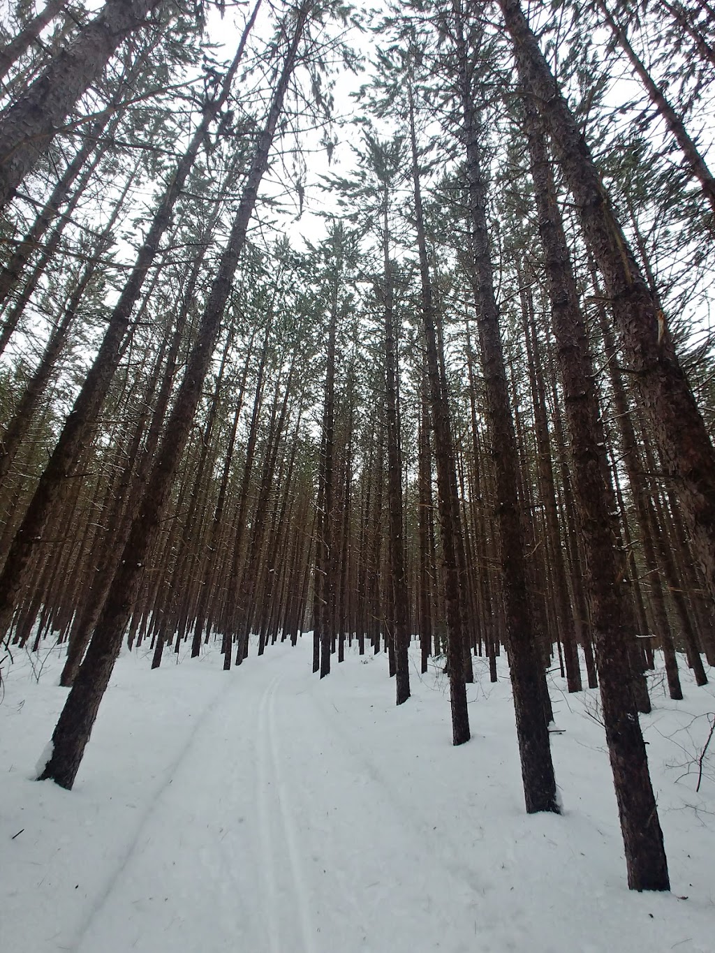 Temiskaming Nordic Ski Club | Forest Access Rd, Coleman, ON P0J 1P0, Canada | Phone: (705) 679-5106