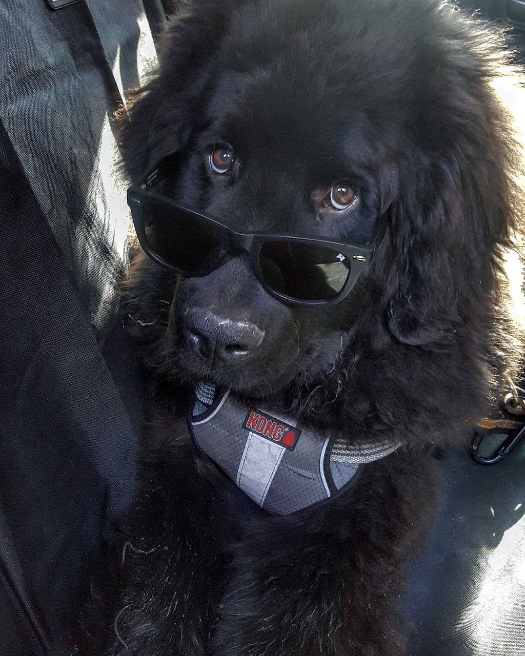 Durham Dog Club | 888 Glen St apartment 420, Oshawa, ON L1J 5Z4, Canada | Phone: (647) 780-1791