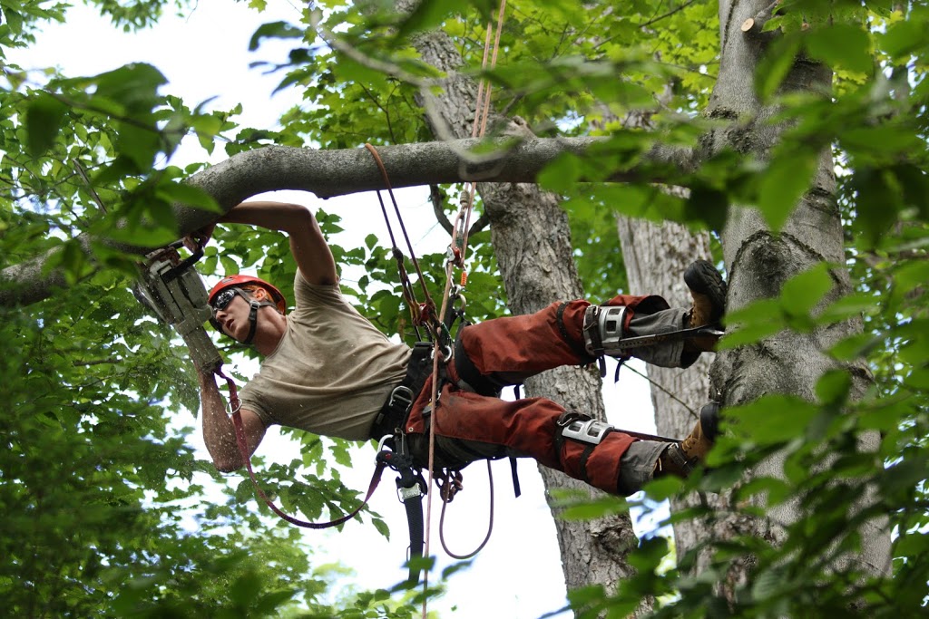 Saugeen Tree Care | 296 Concession Rd 6 E, Mildmay, ON N0G 2J0, Canada | Phone: (519) 901-3208