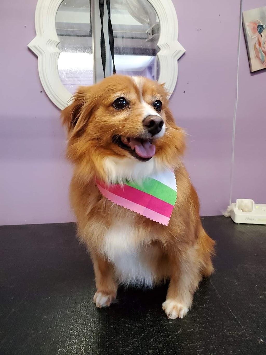Royal Pet Spa | 140 Thorold Rd, Welland, ON L3C 3V5, Canada | Phone: (905) 735-7297