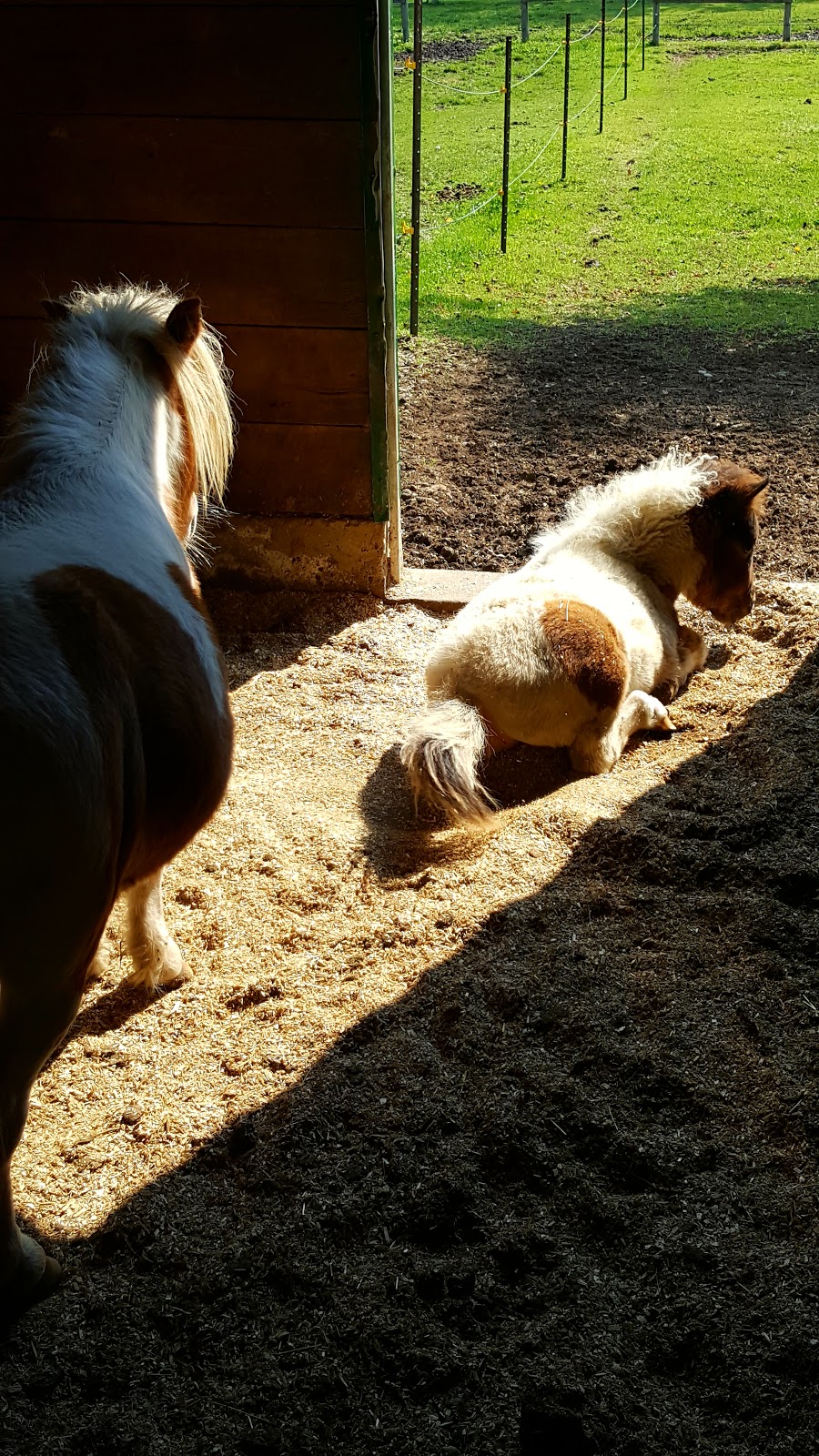 BR Equestrian Centre | 241 Harley Rd, Harley, ON N0E 1E0, Canada | Phone: (519) 755-1377