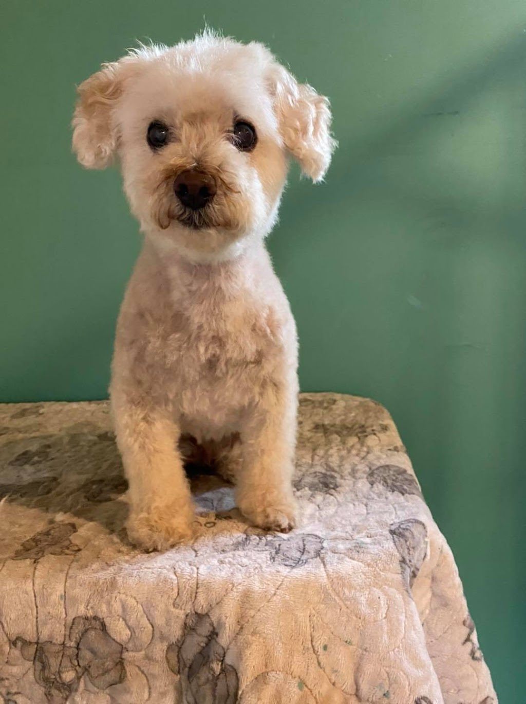 S7 Canine Services | 140 5th Ave SE, Three Hills, AB T0M 2A0, Canada | Phone: (403) 826-1311