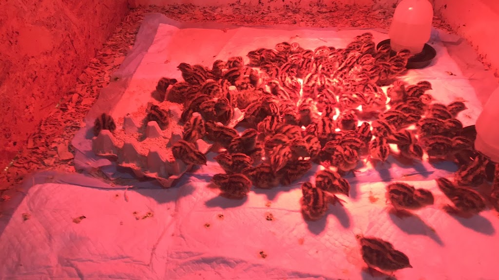 Jumbo Coturnix Quail - Nicks Chicks (By appointment) | 2687 ON-12, Brechin, ON L0K 1B0, Canada | Phone: (416) 937-7171