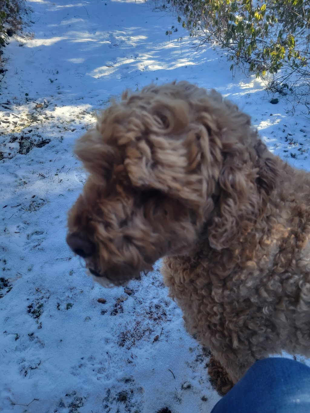 South Shore Pet Sitting | 3694 NS-331, LaHave, NS B0R 1C0, Canada | Phone: (902) 298-4178