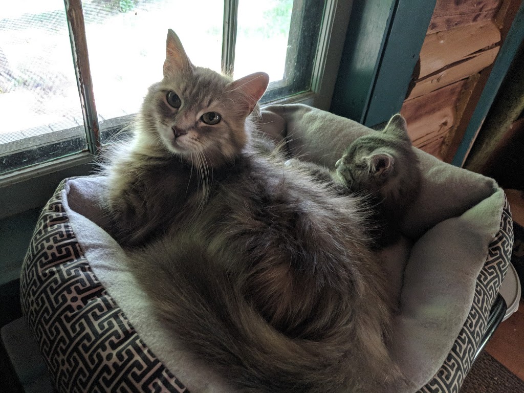 North Franklin Veterinary Services | 6155 US-11, Chateaugay, NY 12920, USA | Phone: (518) 497-6922