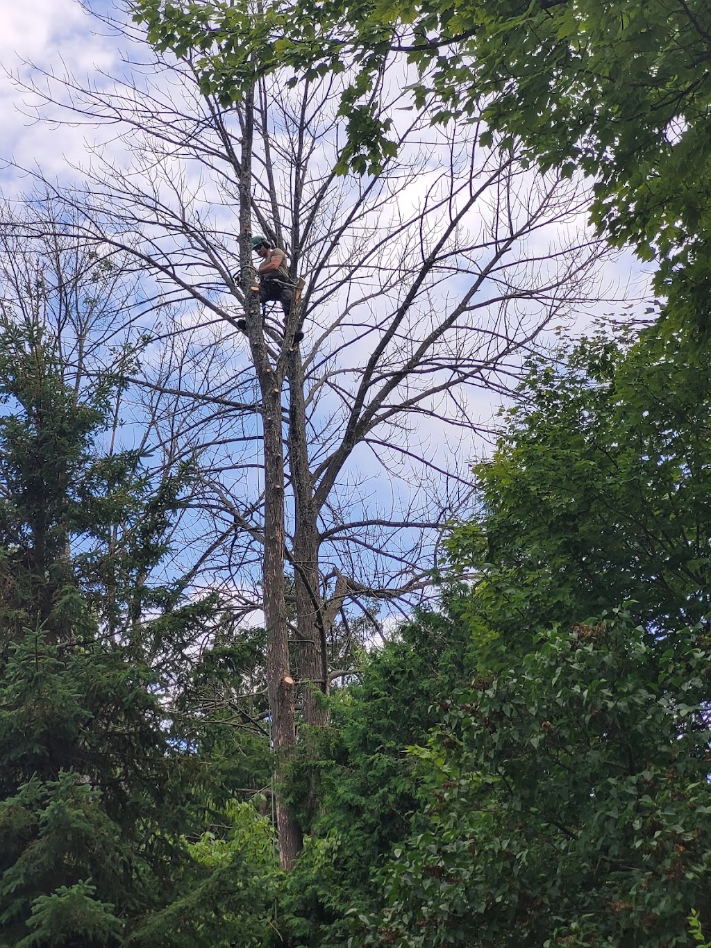 Barks Tree Service | 46 Eder Trail, Minesing, ON L9X 0G8, Canada | Phone: (705) 770-7498