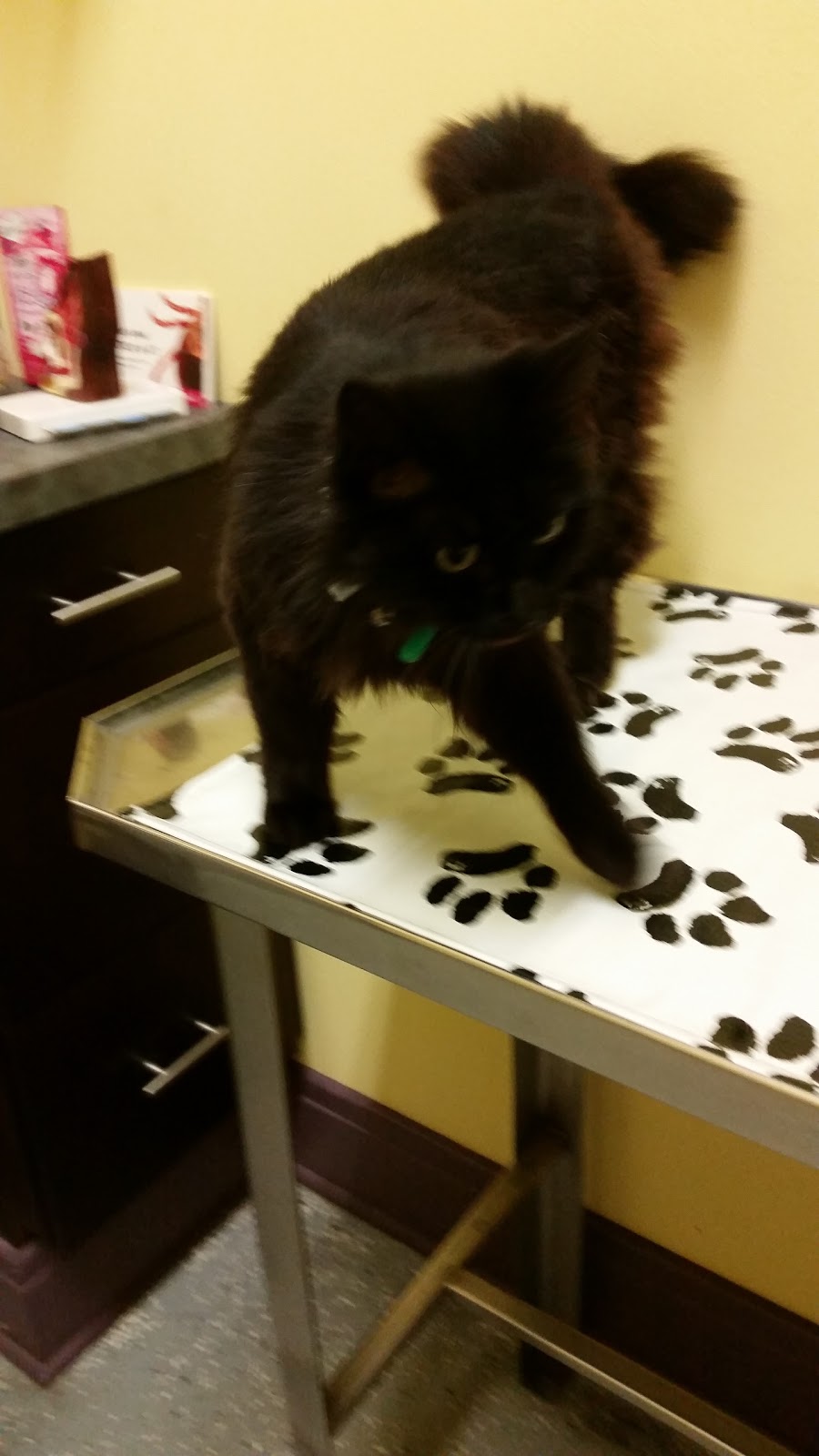 West Side Pet Clinic | 1245 Niagara St, Buffalo, NY 14213, USA | Phone: (716) 882-1245