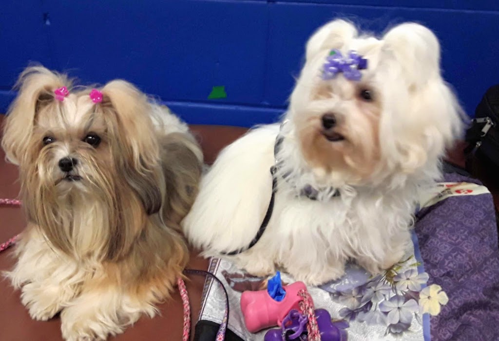 Club Canin Chomedey Inc | 6990 Av. des Perron, Laval, QC H7J 1G6, Canada | Phone: (450) 963-1298
