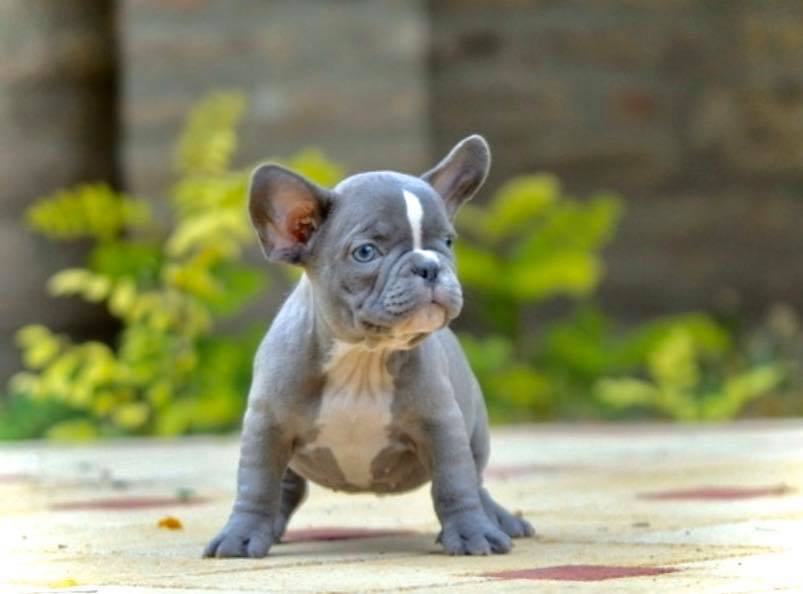 CCBULLDOGS | 10420 287 St, Maple Ridge, BC V2W 1L5, Canada | Phone: (778) 861-8144