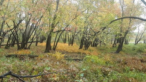 Wilson Family Nature Preserve | Butternut Valley, NB E4C 2R1, Canada | Phone: (506) 457-2398