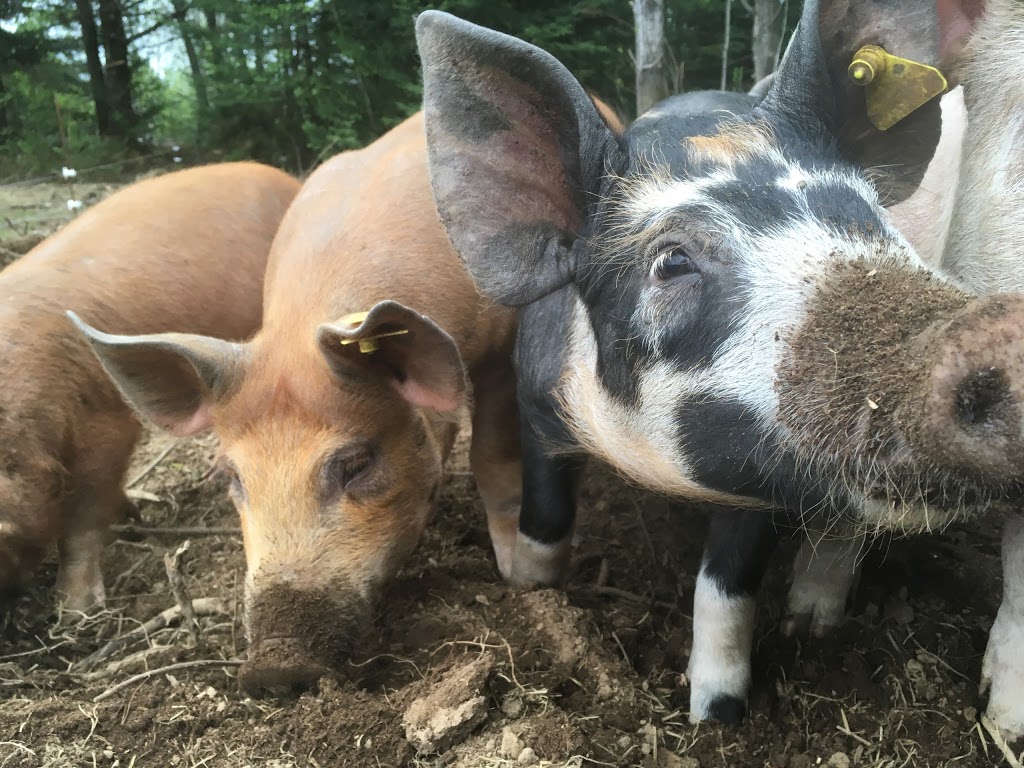 Ferme EcoLoko | 197 Rang des Collines, Brébeuf, QC J0T 1B0, Canada | Phone: (514) 295-2917