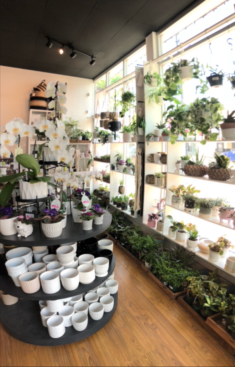 Thrive Greenery and Gifts | 5723 176 St #5, Surrey, BC V3S 4C9, Canada | Phone: (778) 547-0838