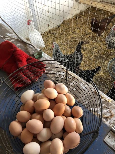 T and T Farms | 2375 Sylvester Rd, Shawnigan Lake, BC V0R 2W2, Canada | Phone: (250) 732-5345